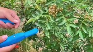 Fruit Vegetable Quick Picking Multifunctional Gardening Pruning Tool For Fruit Picking Sheets
