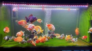 CÁM BESSN: Cá cảnh cá vàng cám nổi và cám chìm độ đạm >= 42%+ VITAMIN+ KHOÁNG BỔ SUNG