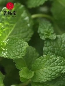 EFUTON TEA | Refreshing Chewable Mint Leaf Tea