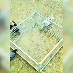 Pigeon Trap Outdoor Pigeon Catching Cage 90*60*26cm Large Size Can Only Enter But Not Exit Bird Cage Trap