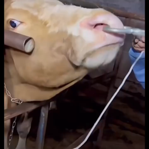 Alat Tindik Hidung Sapi Stainless Alat Tindik Keluh Sapi Kerbau Jarum Tindik Telinga Sapi 6mm 9mm 12mm