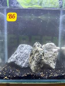 **Pramosi**[Full Pack ] Tank Size - 10*15*14.5 cm [ Tank + gravel + plant ] Full Pack