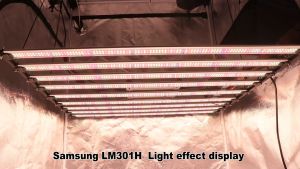 LED Grow Light Bar 1000W Samsung LM301H EVO ไฟปลูกต้นไม้ Meanwell Driver ไฟช่วยต้นไม้ตัวเร็ว UV IR เปิด/ปิดสำ Infinite Dimming ตั้งเวลา ไฟปลูกกันชา