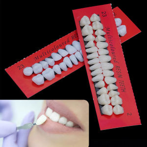 28pcs Dental Training Model Permanent Teeth Model Resin Denture Teeth Teaching Props Dentistry Technician Practice