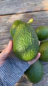 Tanaman Pohon Kelapa Kopyor Di Jamin Asli Valid Original 100%