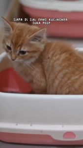 SPRAY PENGUSIR KUCING DAN TIKUS AGAR TIDAK BUANG AIR SEMBARANGAN