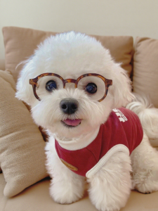 VOA | Pet Sunglasses for Photography Props Yorkie Shih Tzu Poodle Teddy Dogs