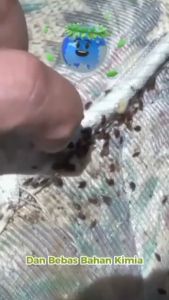 Cairan Pembasmi Kutu Tungau Kasur Paling Ampuh Original