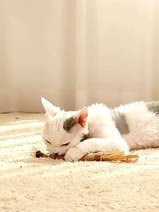 Cat Tooth Grinding Stick Kitten Toys Chewing Cleaning Teeth Cat Chew Sticks Pet Snacks Bite Toy Safe