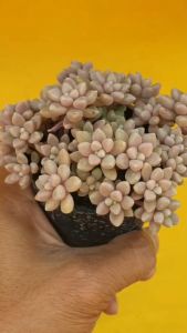 ต้นไม้อวบน้ำ กุหลาบหิน แกร๊ปโตพีทาลัม เมนโดเซ Graptopetalum mendozae Glass& M.chazaro Basanez 10 แรกตัว สีชมพู #ต้นไม้ #สีชมพู