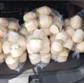 Kelapa Muda FRESSH (Diamond Original). 