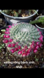 XƯƠNG RỒNG Bánh Sinh Nhật - Có tặng kèm chậu nhựa nhỏ