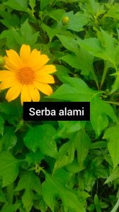 jual daun insulin segar atau kipahit 500 grm