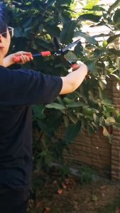 กรรไกรผ่าตัดใหญ่ 20.5-26.5 นิ้ว คม ตัดง่าย หัวข้อ: กรรไกรตัดหญ้า กรรไกรตัดกิ่ง กรรไกรตัดต้นไม้ กรรไกรแต่งกิ่ง กรรไกรตัดแต่งพูม กรรไกรตัดแต่งสวน กรรไกรเครื่องมือทำสวน กรรไกรตัดผลไม้ ผ้าตัดเครื่องมือ มือถือ: Lawn shears