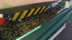 OLIVIE PLUS 30X 250ml PATI MINYAK ZAITUN EXTRA VIRGIN  ~  FREEGIFT OLIVIE PLUS 30X 50ml + SUDU IKEA