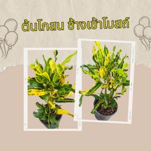 ต้นโกสนช้างเข้าโบสถ์ กระถาง 6 นิ้ว สร้างโดย [บริษัท XYZ] ส่งพร้อมกระถาง 6 นิ้ว