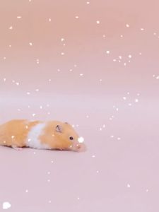 Tempat Tidur Hamster Lucu Kandang Hamster Rumah Hamster Kasur Hamster dan Sugar Glider Lucu