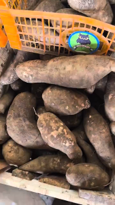 ubi Yakon Viral Asli Wonosobo Bisa Langsung dimakan atau Di Rebus