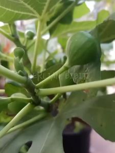 Bibit tanaman buah tin green jordan BERLIAN BIBIT UNGGUL