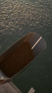 Fresh Seamaster Floating & Sinking F00 F01 F02 F03 F04 F05 F06 S01 S02 S03 S04 (43-44%) + Fish Pellet High Protien Makanan Ikan