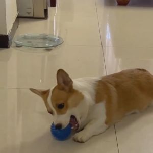 Spiked Squeaky Dog Toys & Ball Shaped Pet Toys: Fun & Interactive Options for Small to Medium Dogs