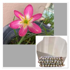 หัวดอกบัวดิน กลีบเกสร หัวละ 20 บาท