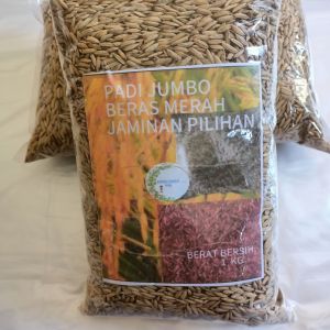 Jual benih bibit padi jumbo super pilihan 5 kg