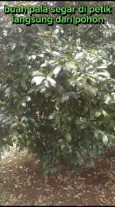 Manisan Pala Basah Isi 1kg