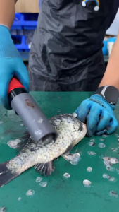 Industrial Powerful Pneumatic Air Fish Scale Scraper Scaler Skin Remover Alat Buang Sisik Ikan Fish Scale Remover Knife Peeler Scaler Kitchen Tools Seafood processing plant Factory