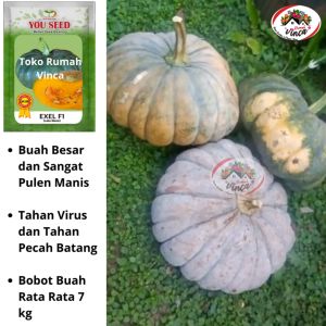 Benih Bibit Labu Kuning Waluh EXEL F1 10 gram Cap You Seed Tahan Virus