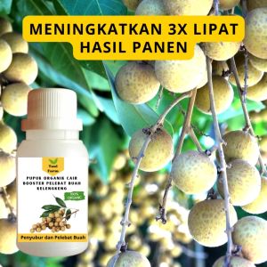 Pupuk Kelengkeng Cepat Berbuah / Pupuk Pelebat Buah Kelengkeng / Pupuk Booster Kelengkeng Cair