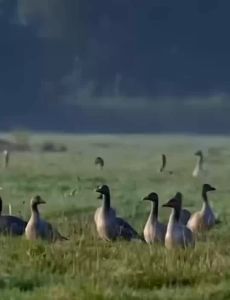 Repel all birds in 1 second. Laser Pointer bird repellent outdoor Keep all birds away within 50000M and protect your territory. penghalau burung owerful Precise All-Round Keep birds away laser light Pigeon repellent bird spikes 驱鸟器
