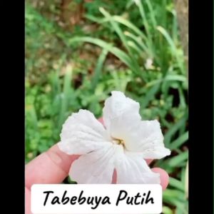 Bibit Bunga Tabebuya Putih / Buya Putih Murah