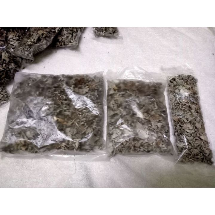 Kodop%20/kulat%20sisir%20liar%20-%20Image%206