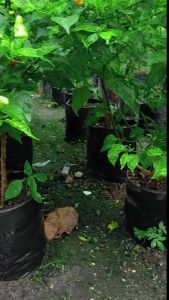 Polybag Tanaman Polibag Plastik Tebal Besar Jumbo 30x30 35x35 35x40 40x40 50x50 Berkualitas Plastik Ramah Lingkungan Untuk Kebun - Lazada