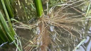 (Mua 3 giảm 10k) Phân bón RA RỂ NỞ BỤI LÚA - Ra nhiều rễ đẻ nhiều nhánh cứng cây xanh lá