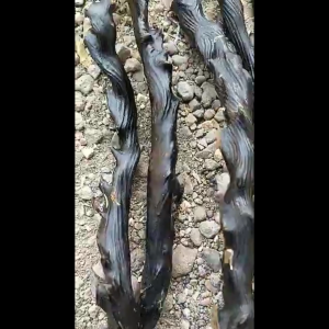 Bahan Bahar Hitam Papua Padet Berserat Perbatang