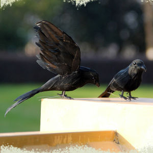 Đồ Trang Trí Nhà Hình Chim Con Mèo Và Chim Hót Bằng Nhựa Phô Mai Đồ Trang Trí Cửa Sổ Chụp Ảnh Giáo Dục Trang Trí Nhà Cửa