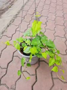 Cây trầu không giống bà điểm hóc môn may mắn trong sự nghiệp và học tập mang lại sự bình an êm ấm trong gia đình