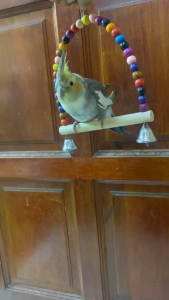 Bird Parrot Toys Swing HangingBird Cage Accessories Toy for ParakeetsCockatielsLovebirdsConuresBudgieMacawsLovebi