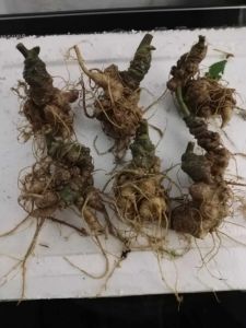 250g sâm ngọc linh không lá