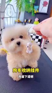 Transparent Dog Hair Storage Container Adorable Pet Keepsake Capsule Pendant with Key Ring for Pet Lovers DIY Memorial Keychain
