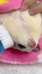 Sugar Glider Brush Comb 蜜袋鼯小梳子