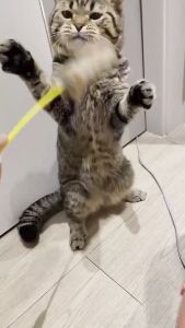 ไม้ตกแมวขนกระต่าย (TCF01) ของเล่นแมว ไม้ล่อแมว Cat Teaser Toy