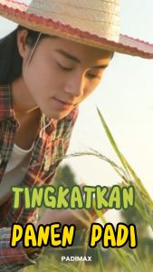 AGRO KING - PADIMAX - Solusi Perkuat Perakaran dan Pacu Pengisian Bulir Padi Lebih Berbobot