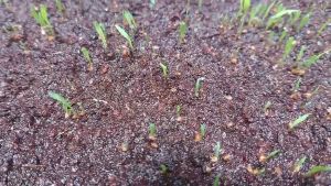 Cỏ lá gừng nảy mầm nhanh (10 gam/gói)