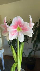 amaryllis live plant