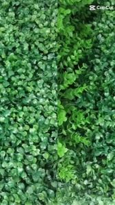 Hạt giống cải Xoong - kháng bệnh tốt năng suất cao-Tổng kho hạt giống giá rẻ