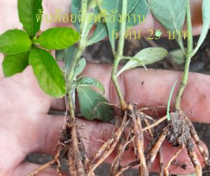 ต้อยติ่งไทยหรือต้นอังกาบดอกม่วงอมน้ำเงินมีสรรพคุณมากมาย