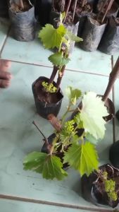 Bibit Anggur Import Jenis Harold: Cara Menanam & Tips